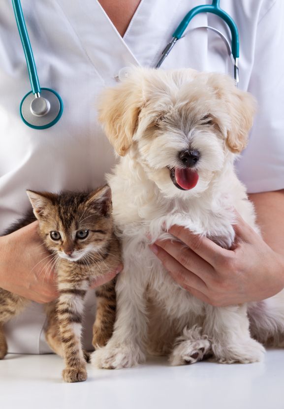 17532510 - little dog and cat at the veterinary checkup
